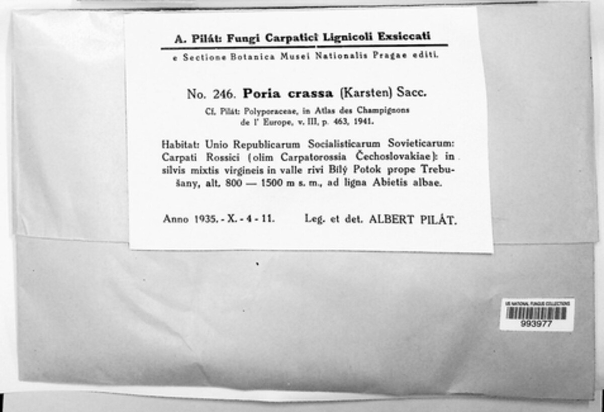 Poria crassa image